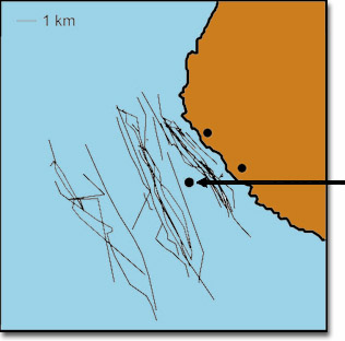 When the source was moored 1 mile offshore, in the middle of the migration path, whales showed avoidance responses
