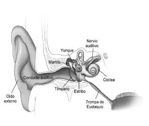 Imagen del odo interno