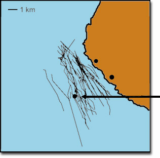 When the source was moored 2 miles offshore, responses where much less